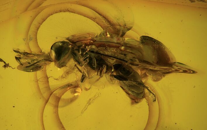 Detailed Fossil Wasp (Hymenoptera) In Baltic Amber #87233
